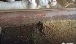 羊圈吃瓜爆料是真的吗,真相揭秘，是真是假？